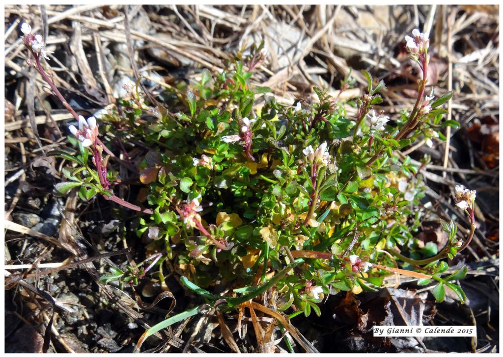 Cardamine hirsuta